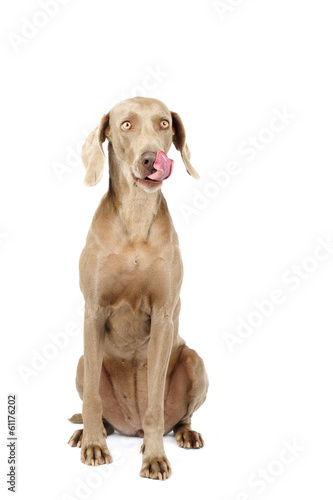 Foto Weimaraner dog