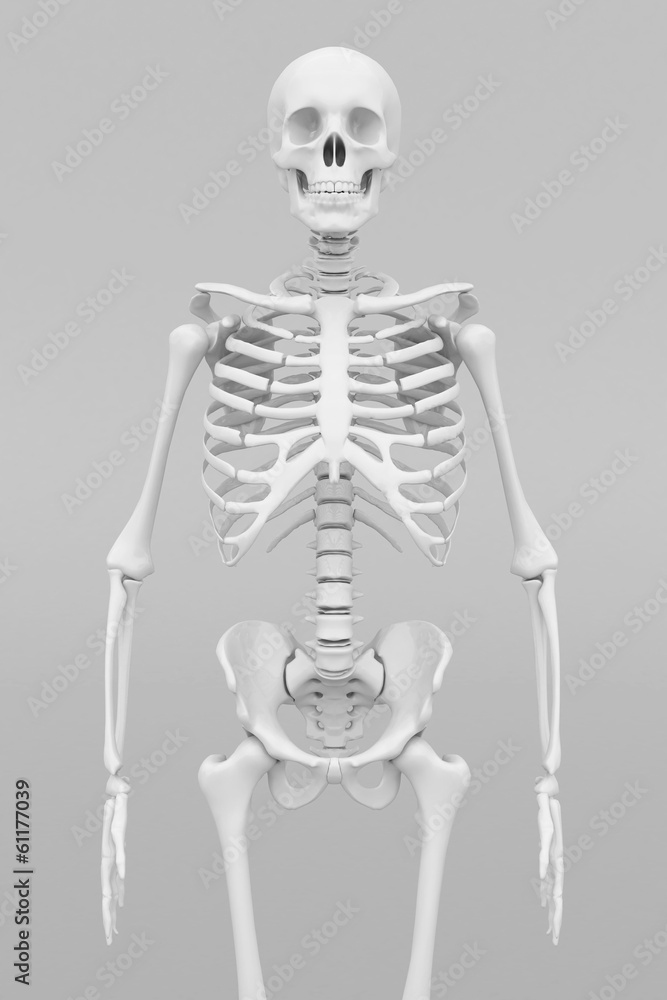 skeleton model skeleton model
