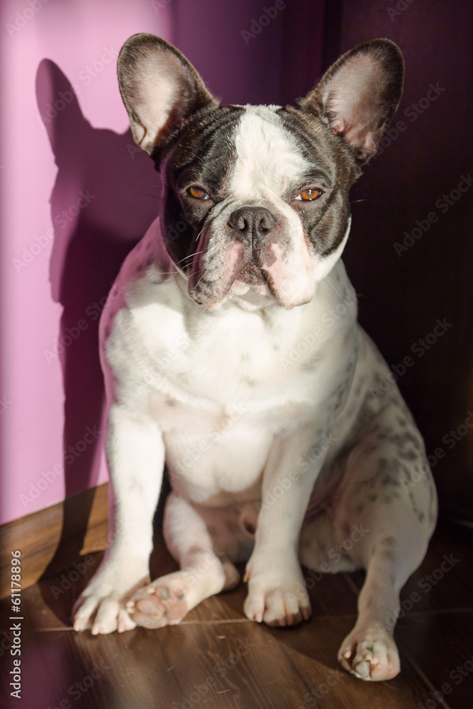 French bulldog sitting at the doors