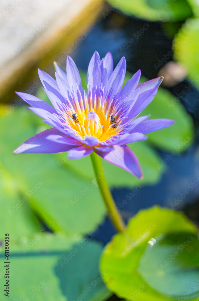 blooming lotus flower over green background blooming lotus flower over green background