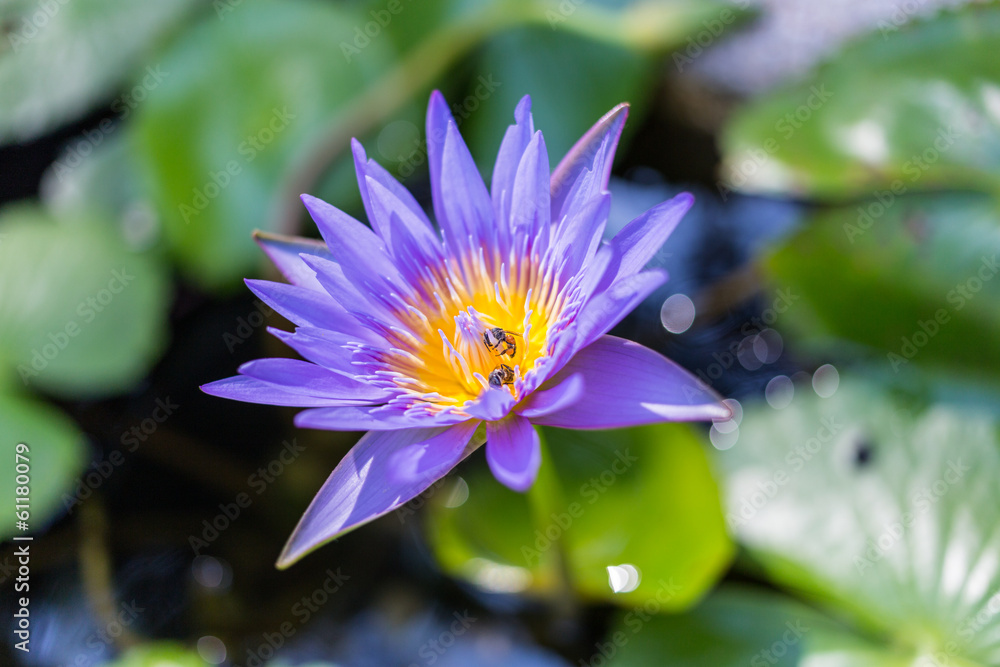 blooming lotus flower over green background blooming lotus flower over green background