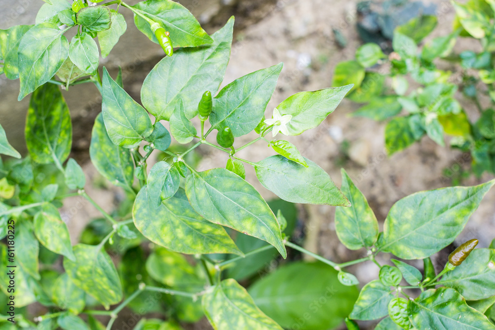 Obraz premium Green pepper on tree