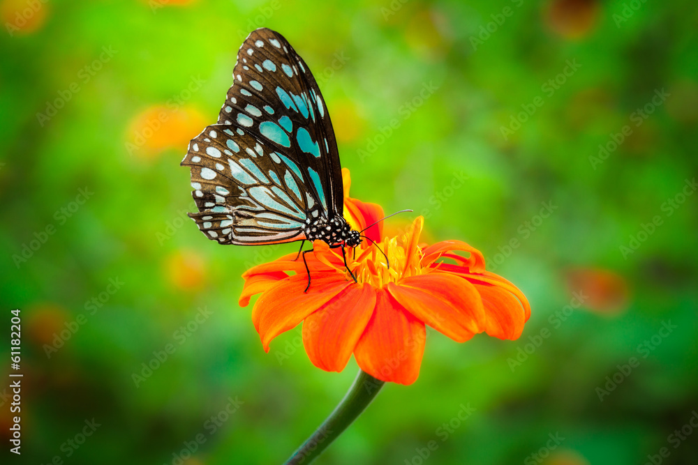 Fototapeta premium Blue butterfly fly