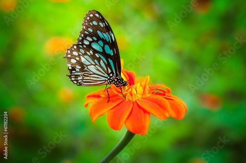 Blue butterfly fly © anekoho