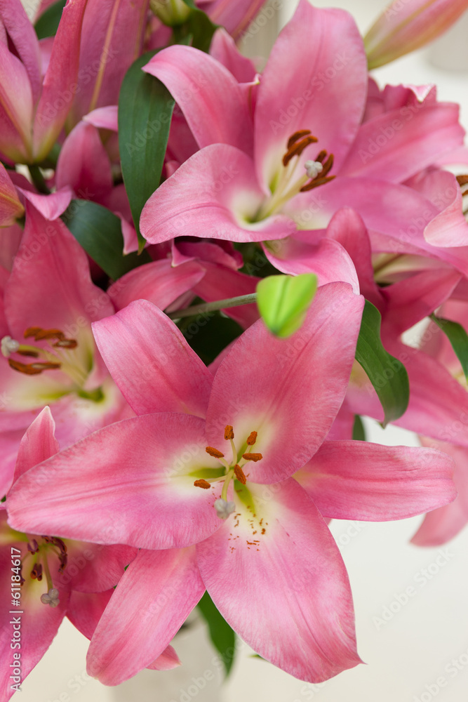 Fototapeta premium オリエンタルリリー