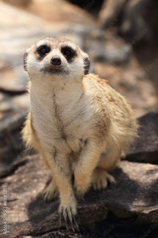 Fototapeta premium Meerkat in open zoo