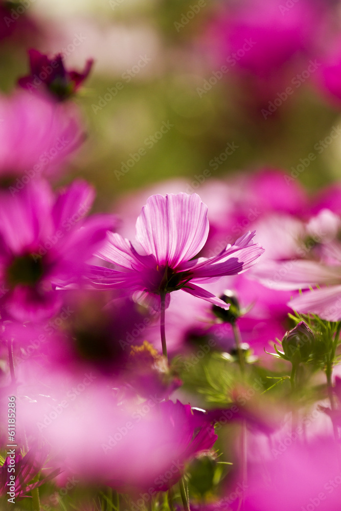 Obraz premium Cosmos bipinnatus