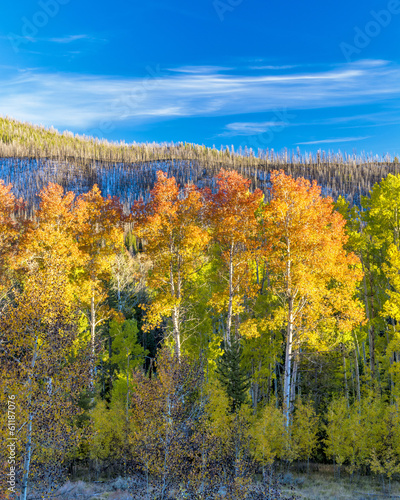 yellow and orange fall forest and mountains