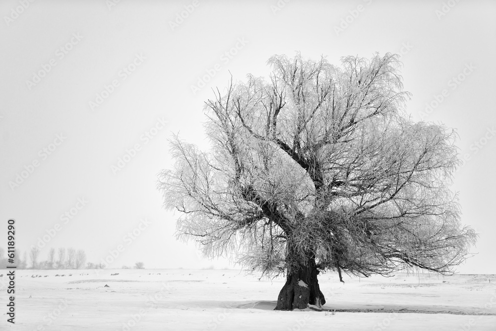 Beautiful tree in winter time in February 2014, Romania - obrazy, fototapety, plakaty 