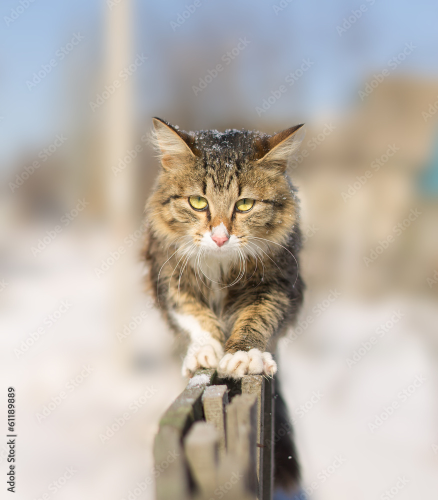 discouraged young cat going on a fence in winter discouraged young cat going on a fence in winter