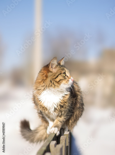 cute fluffy cat sitting on a fence in winter