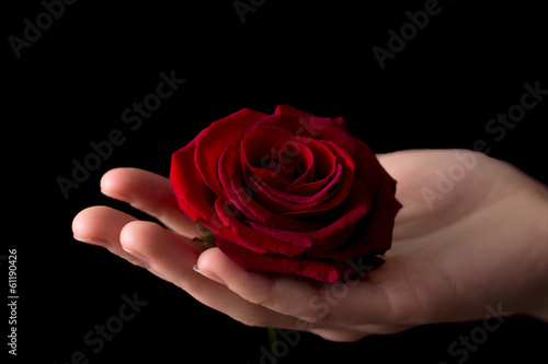 beautiful red rose on the girl's hand on a black background
