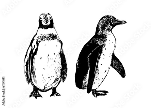 Hand drawing penguins. Vector illustration