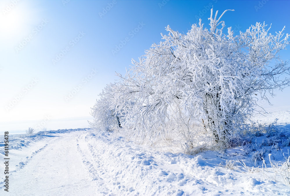 Obraz premium Snow-covered trees