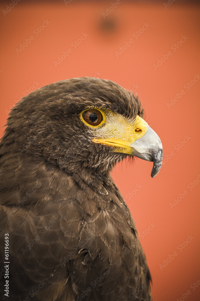 Black eagle head, european bird