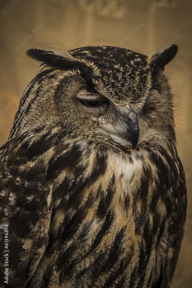 Fototapeta premium Owl portrait, golden owl, wildlife concept