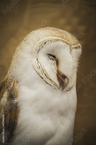 Owl portrait, golden owl, wildlife concept