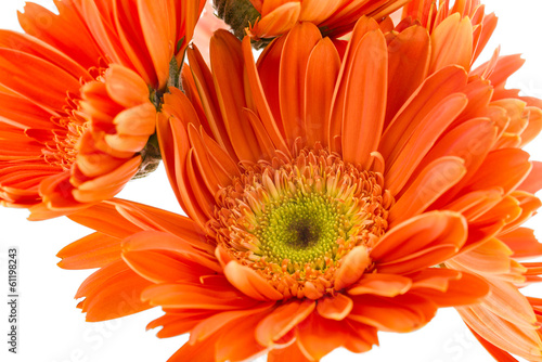 Reddish-orange Sunflowers