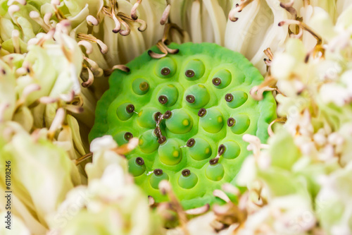 Photography Lotus Seed