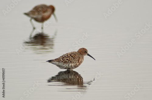 piovanello (Calidris ferruginea)