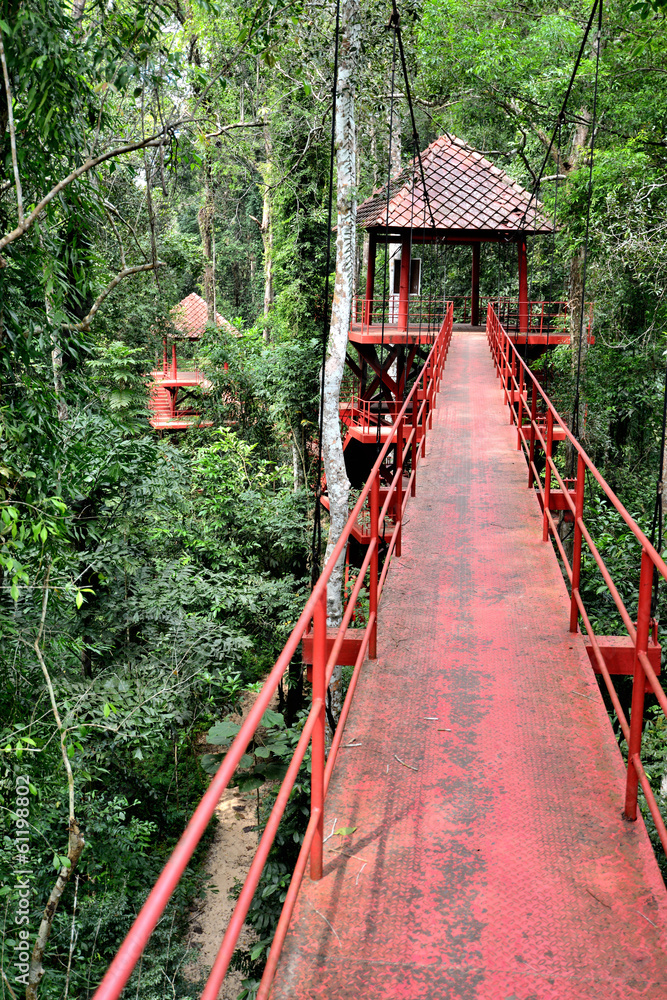 Fototapeta premium Bridge to jungle