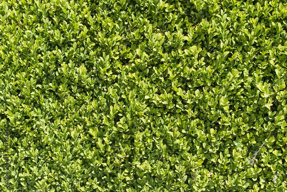Green garden hedge surface