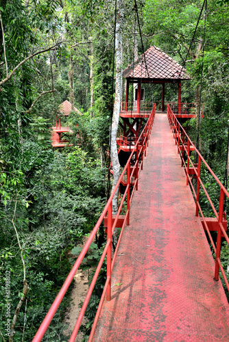 Bridge to jungle