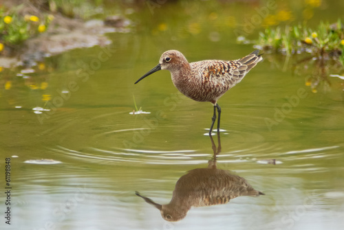 piovanello (Calidris ferruginea) photo