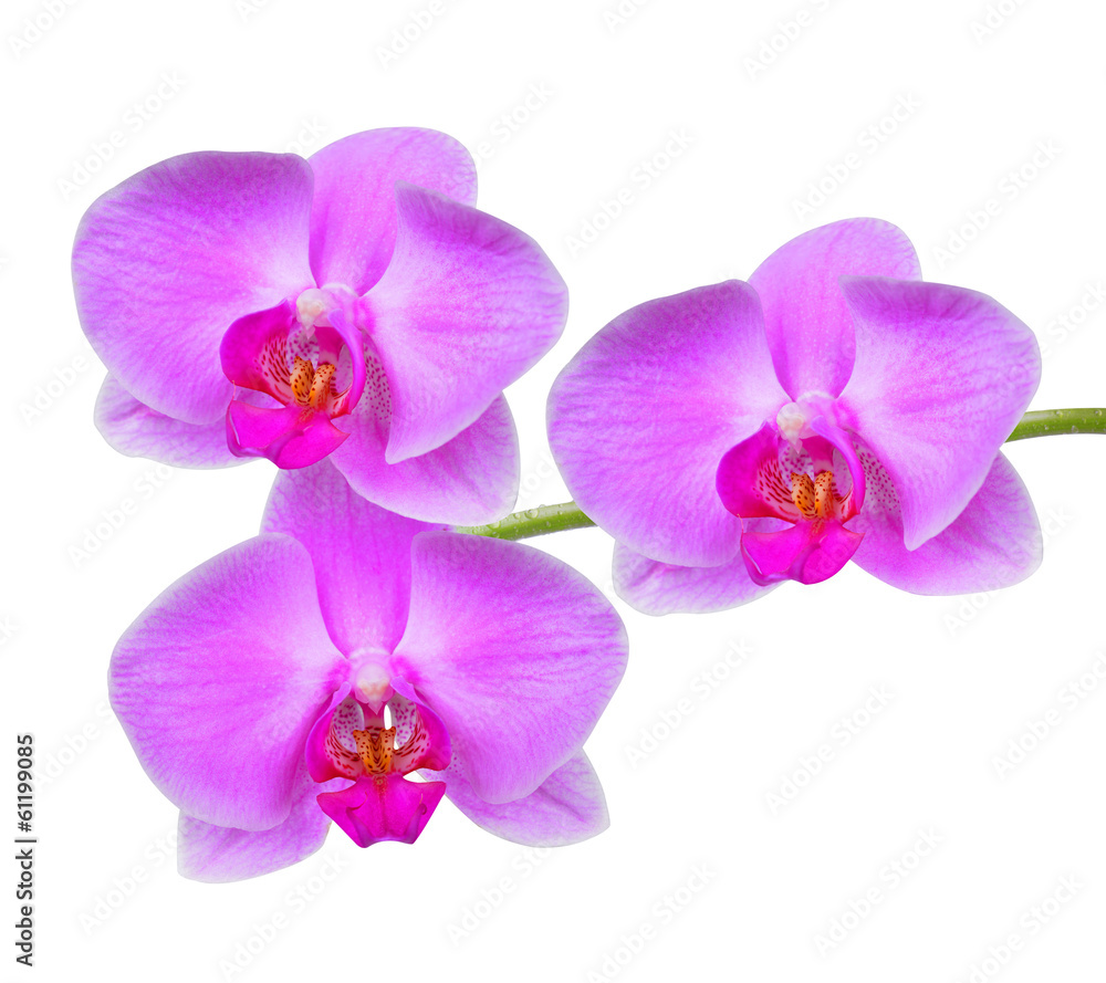 Closeup of a purple orchid isolated on white Closeup of a purple orchid isolated on white