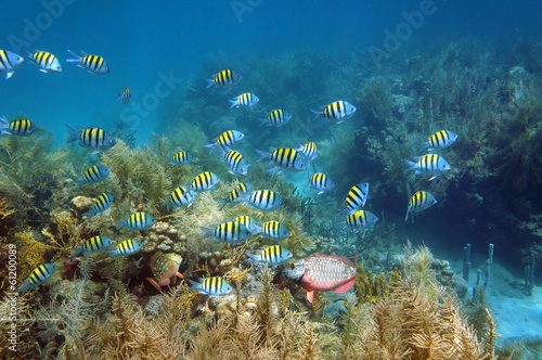 Shoal of fish in a coral reef seabed