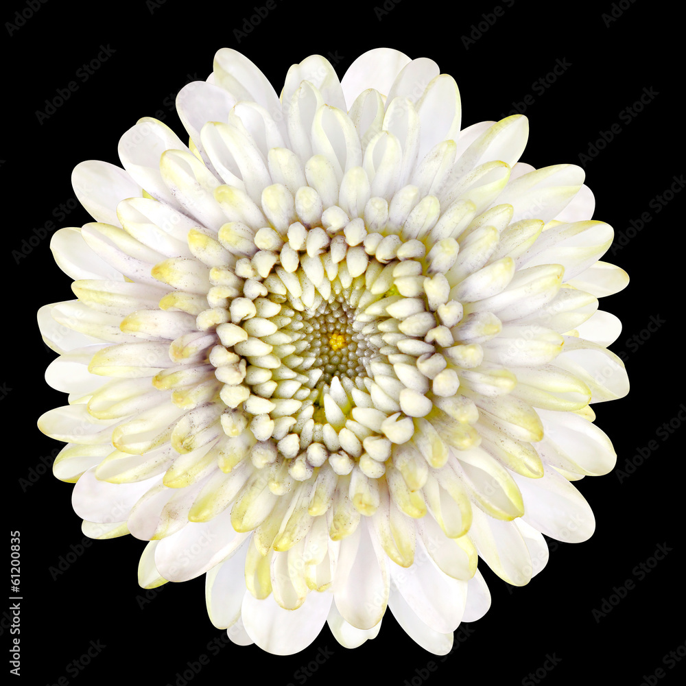Blossoming White Strawflower Isolated on Black Background