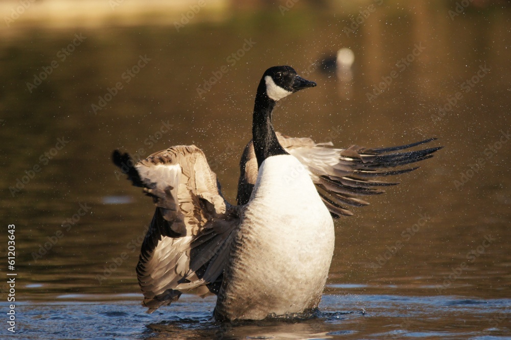Fototapeta premium WATERFOWL - Canada Goose / Bernikla
