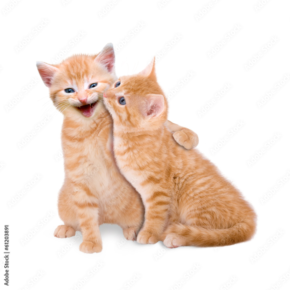 Obraz premium Zwei verliebte Katzen