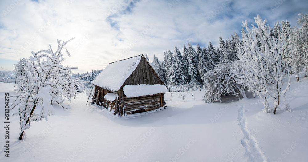 trees in winter