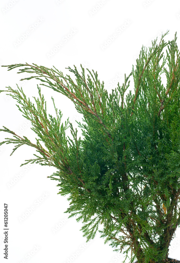 Fototapeta premium Juniperus sabina Hicksii