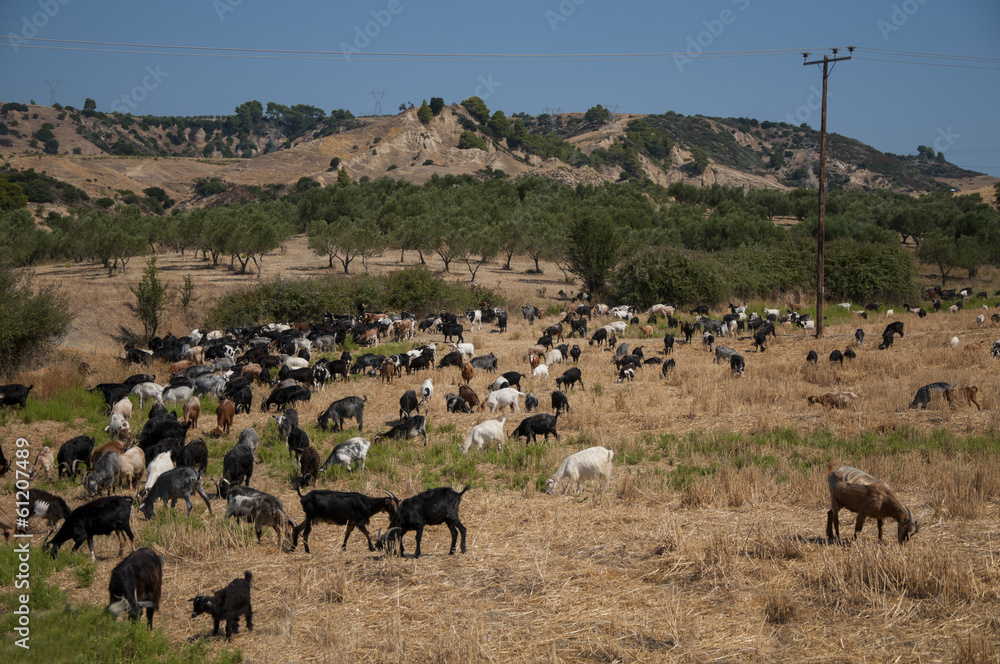 Goats Goats