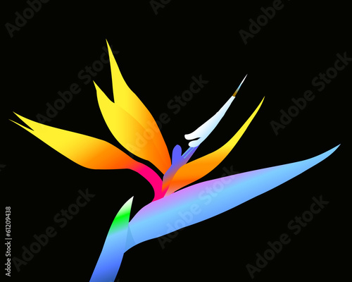 Bird of Paradise - llustration