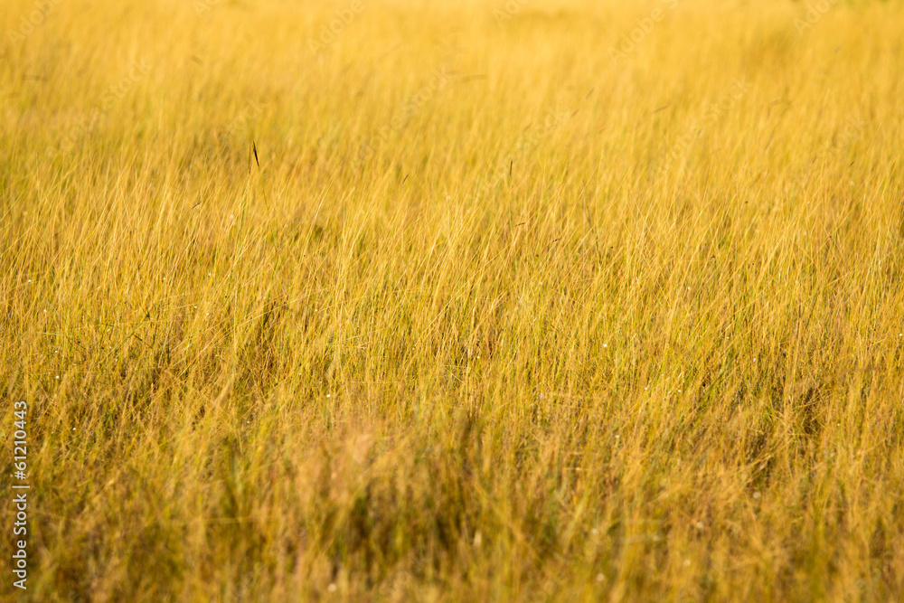 Meadow Meadow