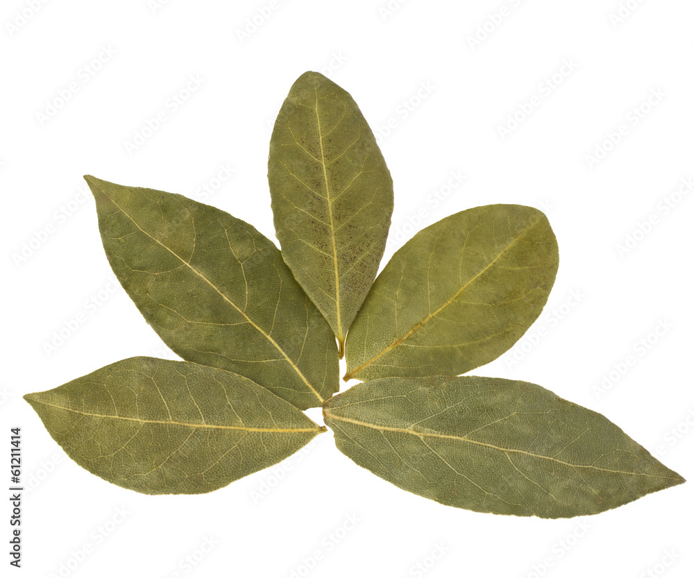 Obraz premium Aromatic bay leaves