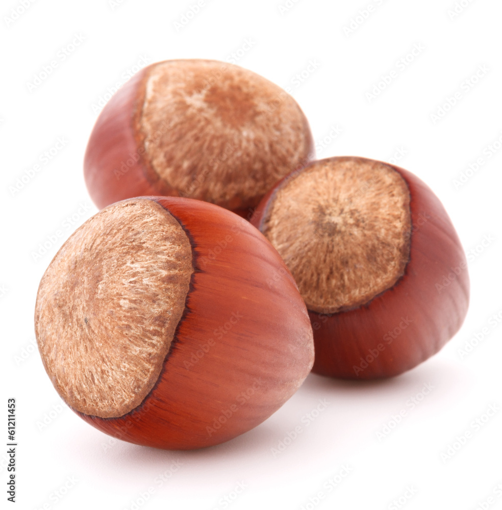 hazelnut or filbert nut isolated on white background cutout hazelnut or filbert nut isolated on white background cutout