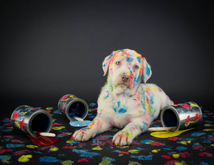 Painted Pooch