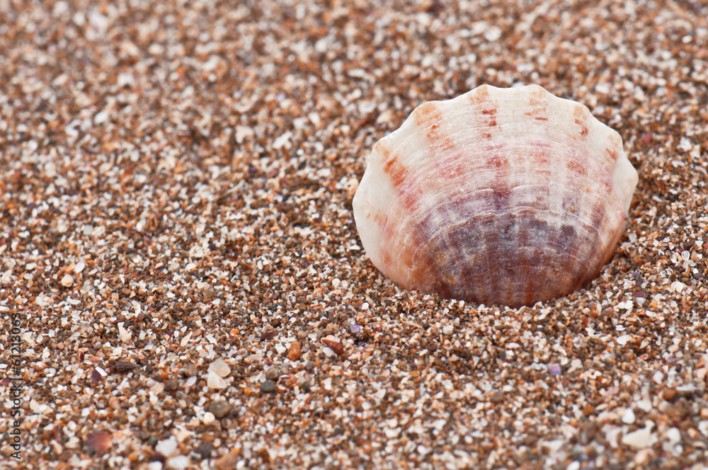shell in sand shell in sand