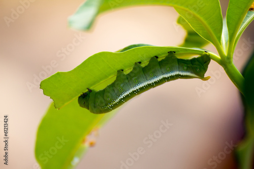 Caterpillars, butterfly larva