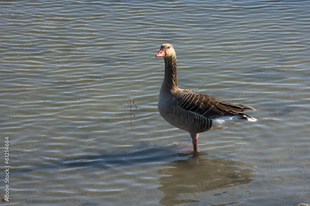 Greylag goose (Anser anser) in winter Greylag goose (Anser anser) in winter