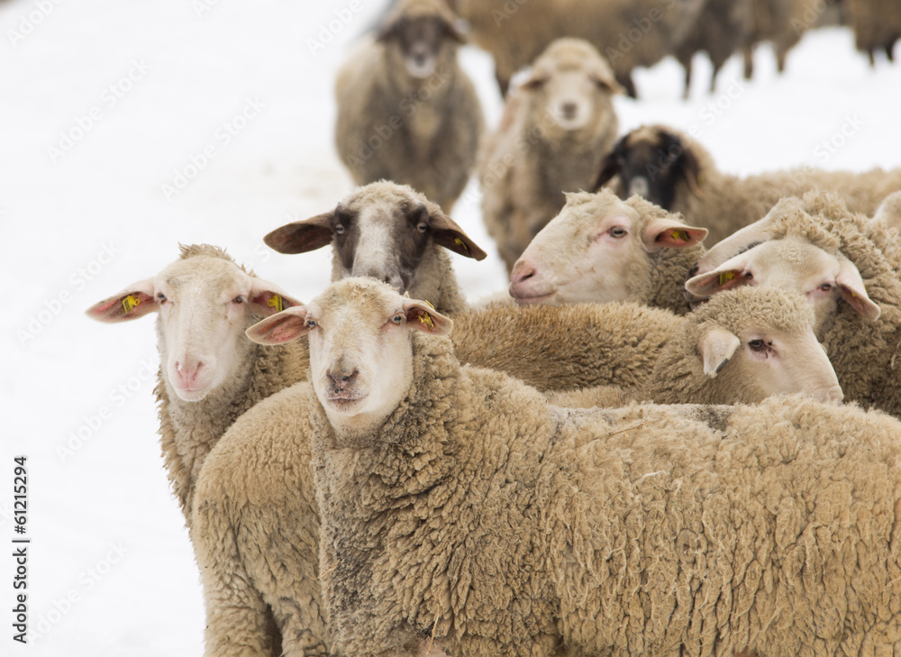 Naklejka premium Sheep herd