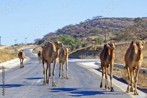 Group of camels in the omani desert
