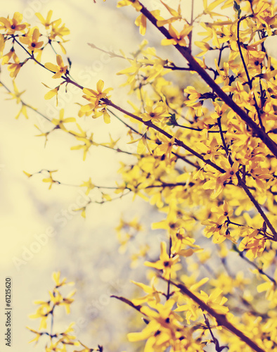 spring nature background
