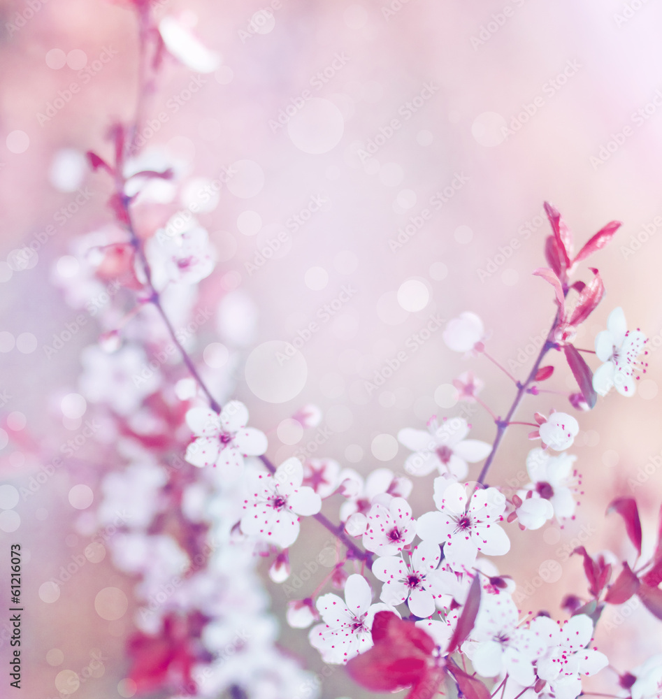 Cherry blossoms over blurred nature background/ Spring flowers Cherry blossoms over blurred nature background/ Spring flowers