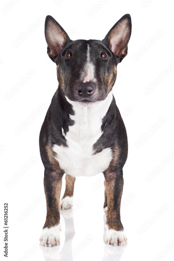 miniature english bull terrier dog miniature english bull terrier dog