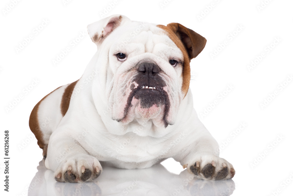 english bulldog on white